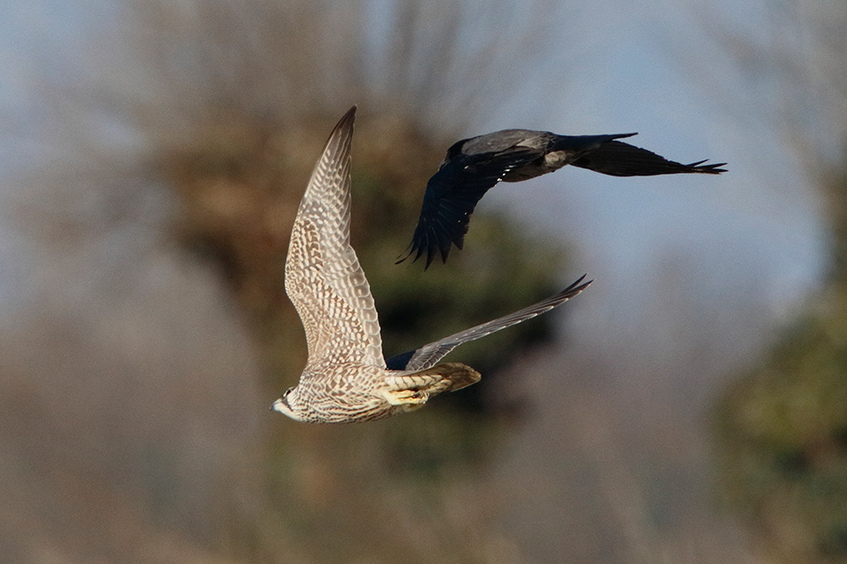 Falco pellegrino (Falco peregrinus) juv.